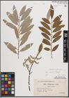 Foto von Salix caprea L. x Salix eleagnos Scop.